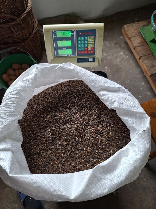 Owies Gniady Czarny dla koni, królików,  kur