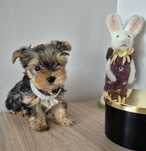 Dziewczynka York terrier merle
