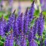 Szałwia omszona Niebieska 'Noble Knight' (Salvia nemorosa)  1.0L