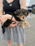 Szczeniak Morkie maltańczyk z yorkiem