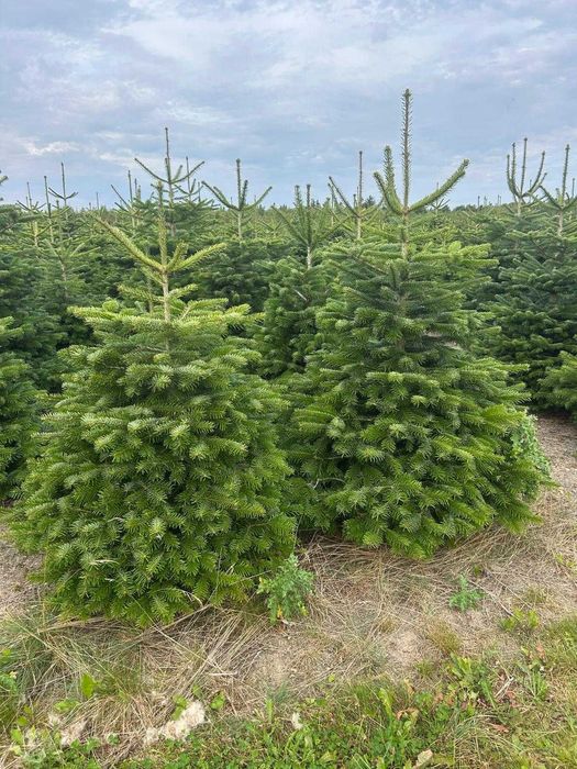 Jodła Kaukaska – sprzedaż choinek z dostawą na całą Polskę Choinki