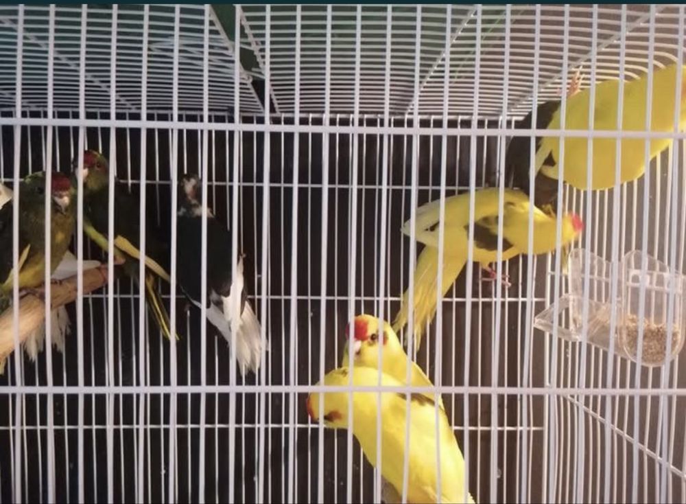 Vendo varias aves