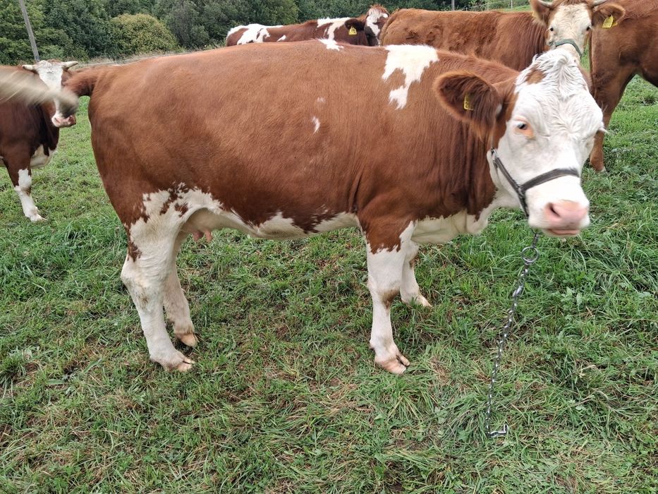 Dwie jałówki mleczne wysokocielne