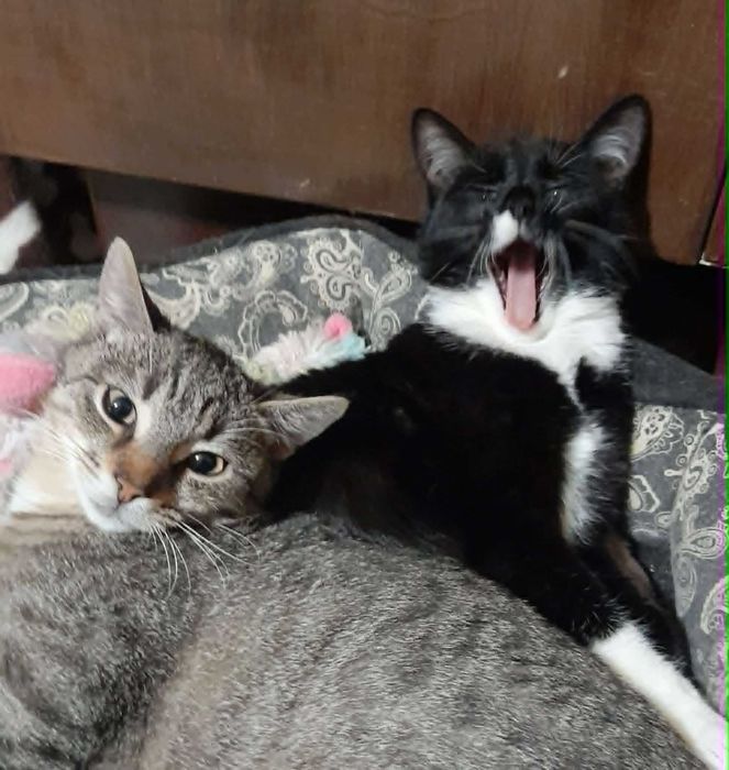 Dzidzia i Anakin szukają wspólnego domku!