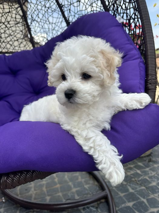 Цуценята бішон фрізе щенки бишон фризе bichon frise документи КСУ