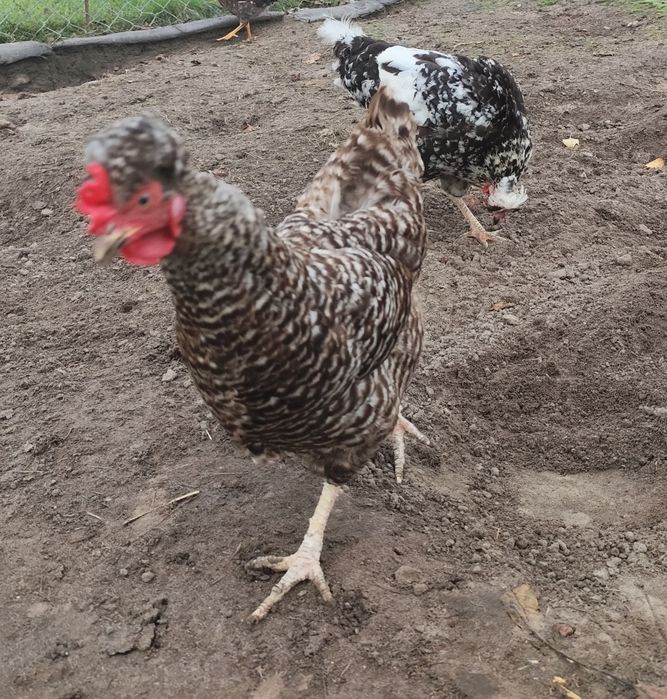 Kogut  czubatka plus dwie kurki