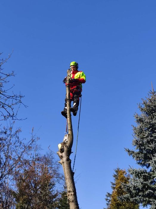 Wycinka i pielęgnacja drzew, wyburzenia budynków