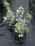 trzmielina Fortunea Emerald'n Gaiety