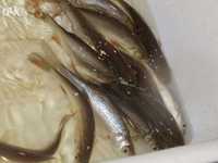 Ryby narybek karp amur tołpyga jaź jesiotr węgorz szczupak sum karaś