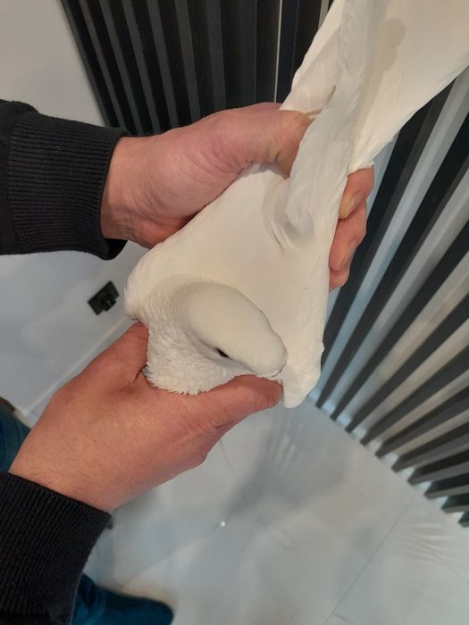 Orliki Belgijski Antwerpski