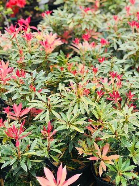 Pieris Japoński LITTLE HEATH Zimozielony Cena  35 zł