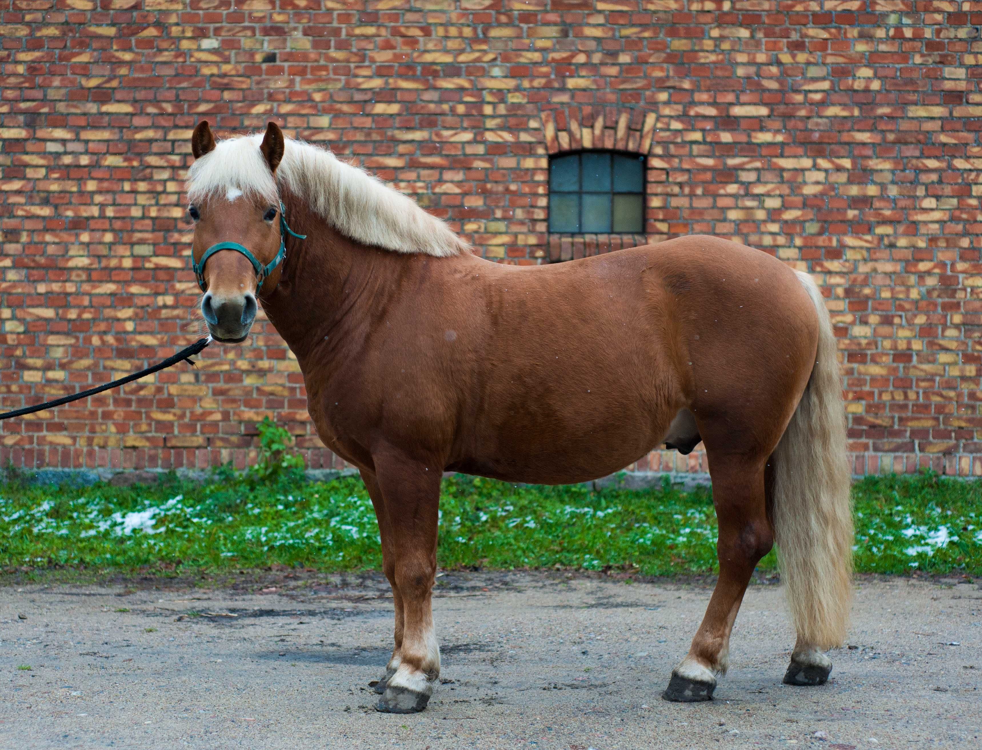 Sprzedam ogiera rasy haflinger