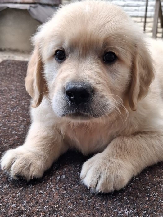 Золотистий ретрівер з документами