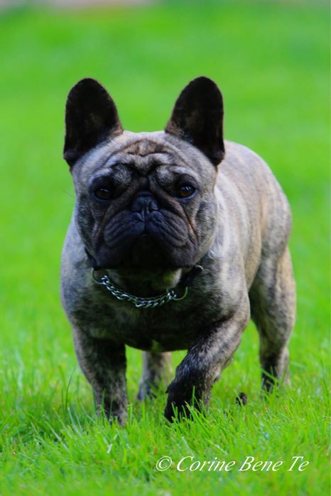 Buldog Francuski pregowany piesek - ZKwP/FCI