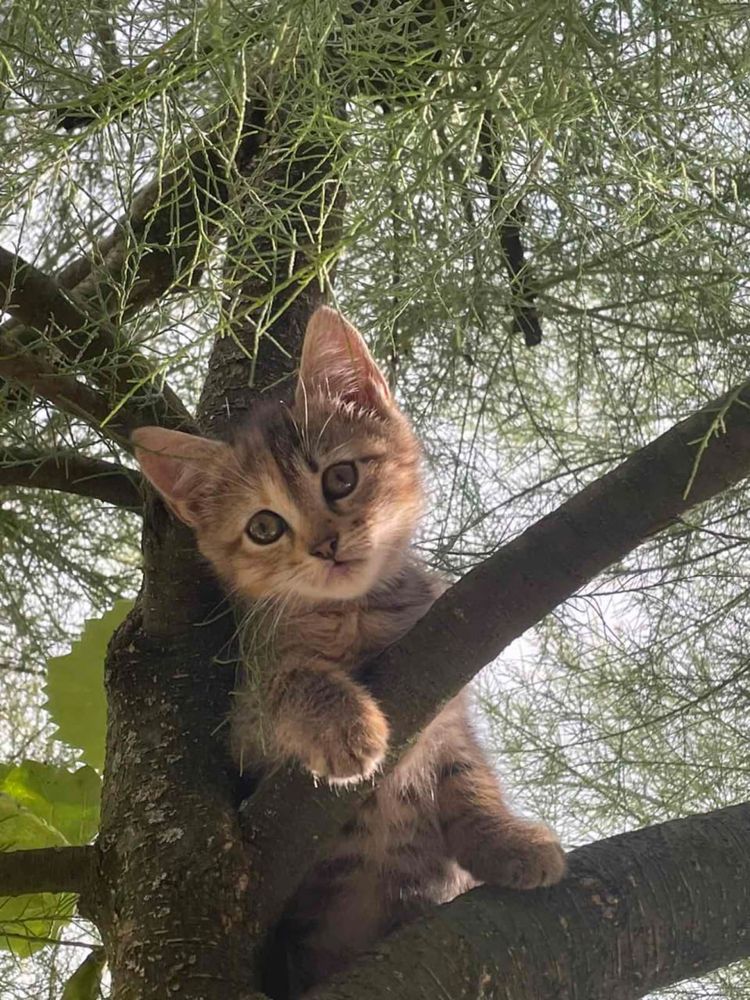 Кошенята в добрі руки