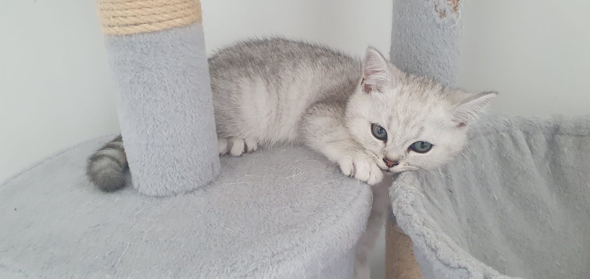 Gatinho Scottish Straight