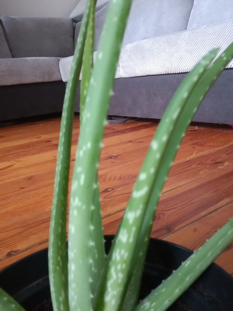 Aloe vera roślina