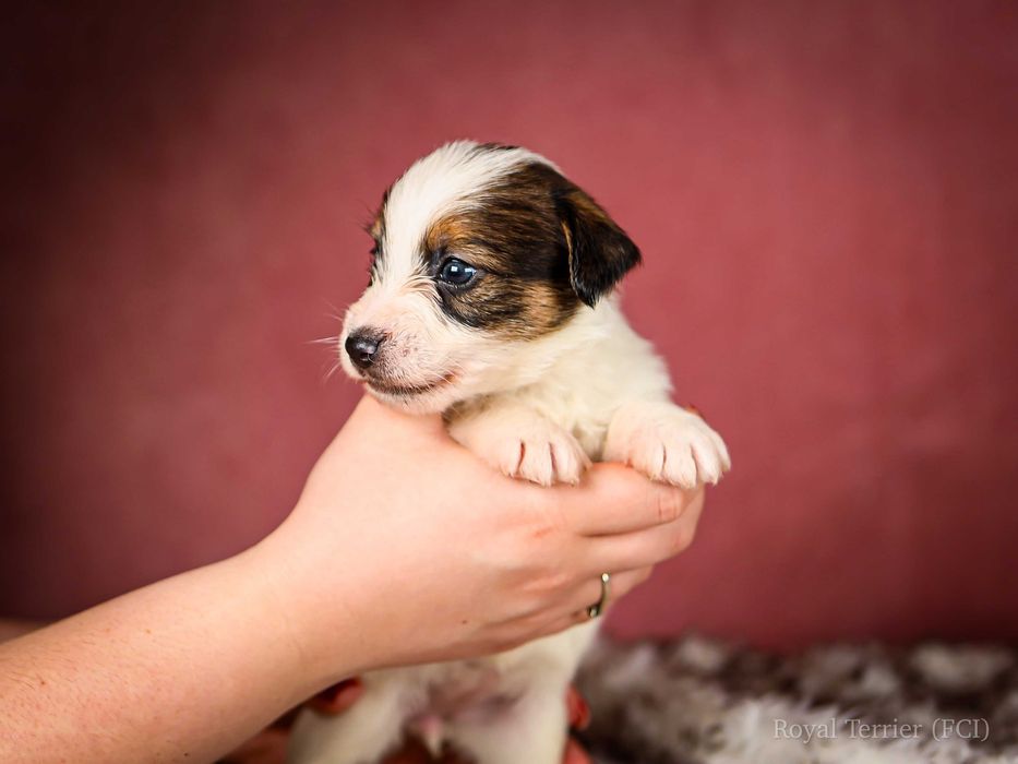 Suczka szorstkowłosa Jack Russell terrier ZKWP/FCI Mamba