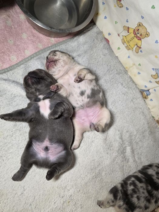 Блакитний хлопчик і мерле дівчинка