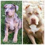 American bully blu tricolor merle