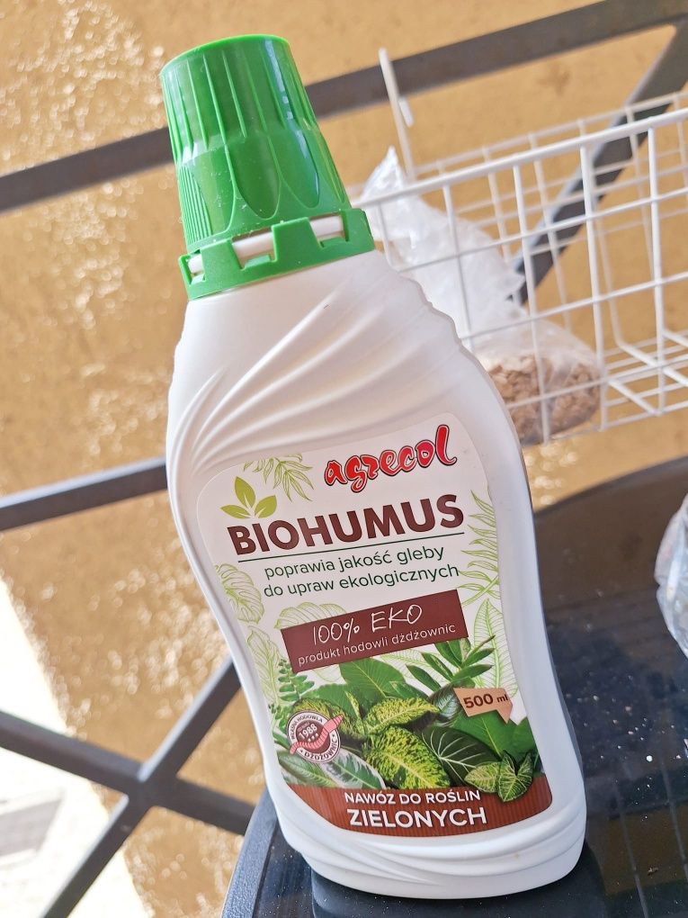 Przepiękna,  kwitnąca hoja