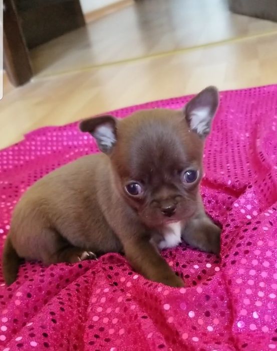 Мини девочка чихуахуа