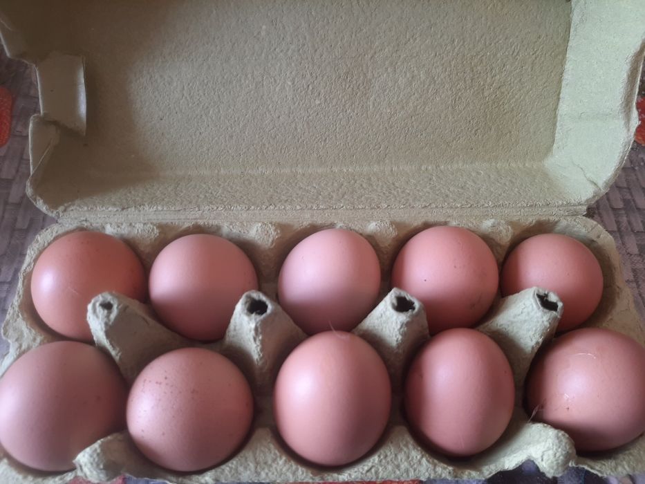 Swojskie jajka od kury