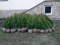 Thuja tuja Smaragd Szmaragd 130-140 cm kopane z gruntu
