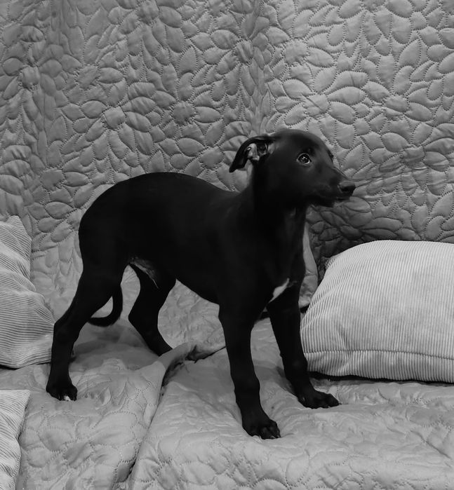 Chart angielski whippet-parka