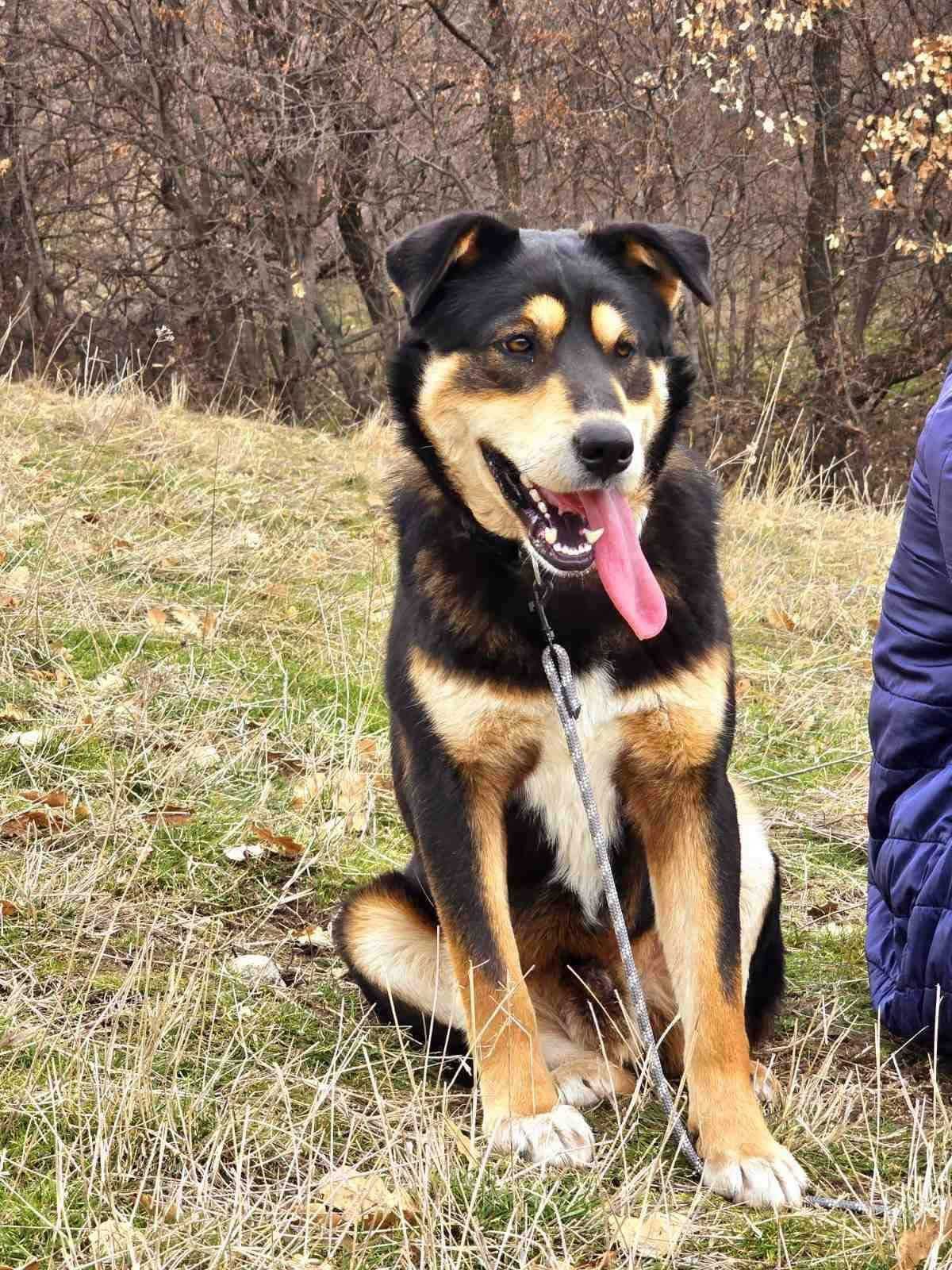 BENDŻI  1 rok, łagodny, pozytywny. Uratowany w Bułgarii.