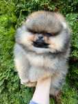 Szpic miniaturowy FCI zkwp samiec Pomeranian