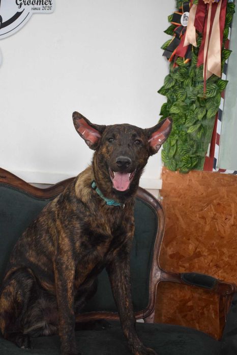 Cachorro XOLOITZCUINTLE COM PELO
