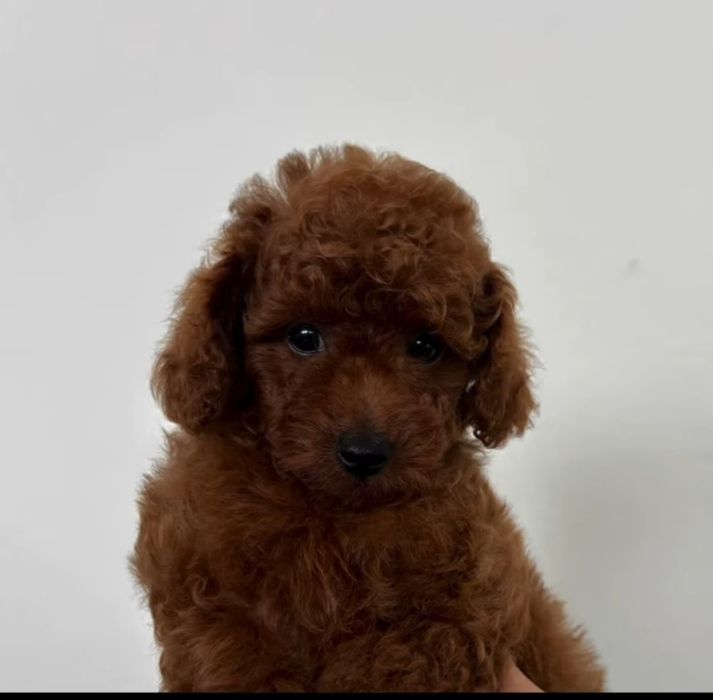 Гарненький той пудель Ред браун