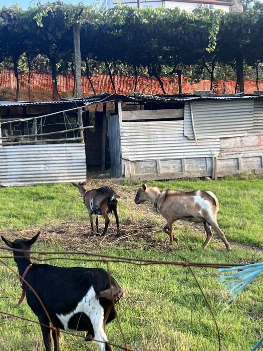 Cabra de raça grande