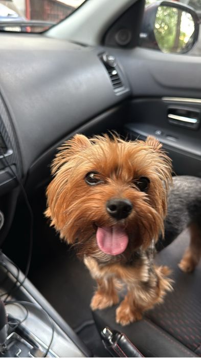 Йорк Вязка Йоркширський терєр