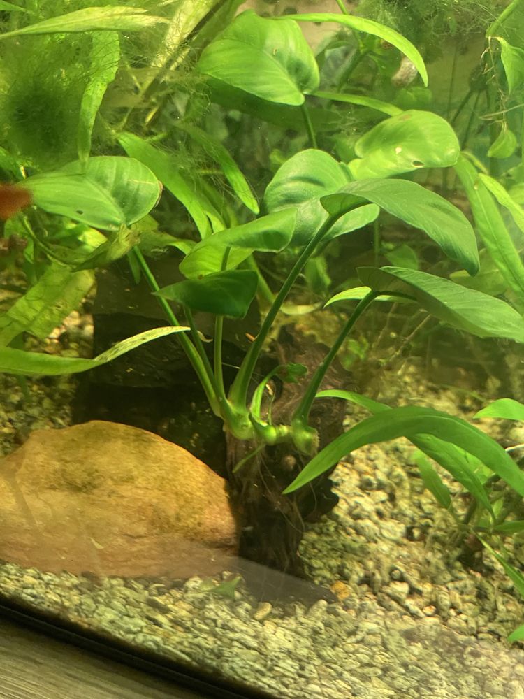 Annubias nano roslina akwariowa
