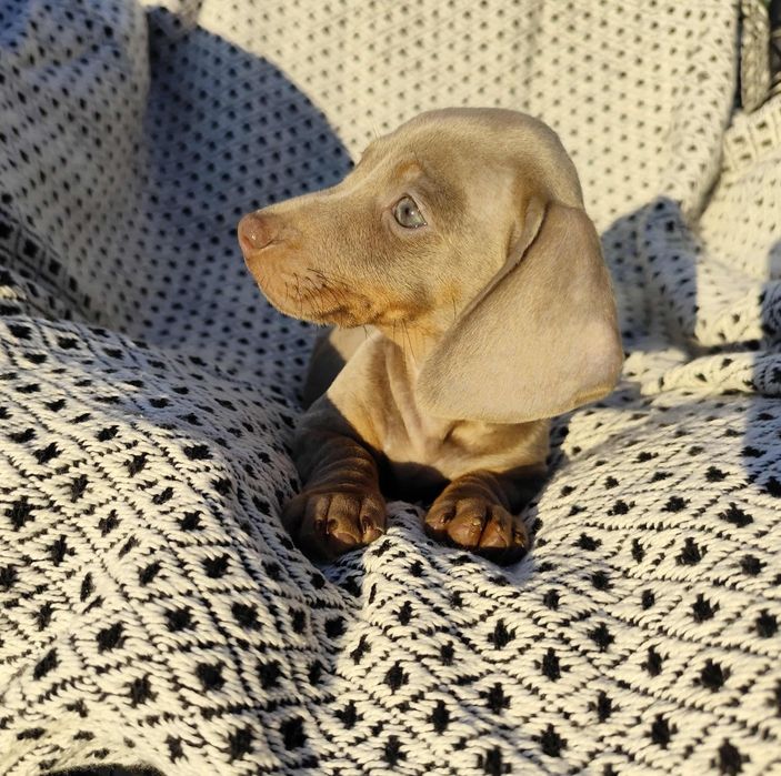 Jamniczek Jamnik miniaturowy Isabella suczka