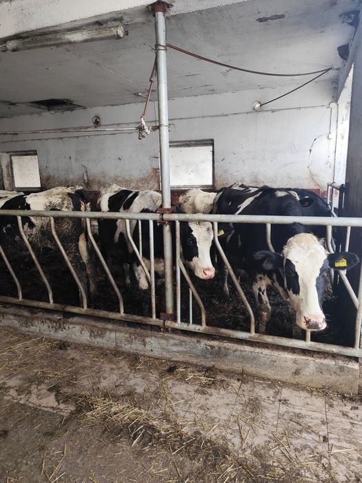 Jałówki wysokocielne