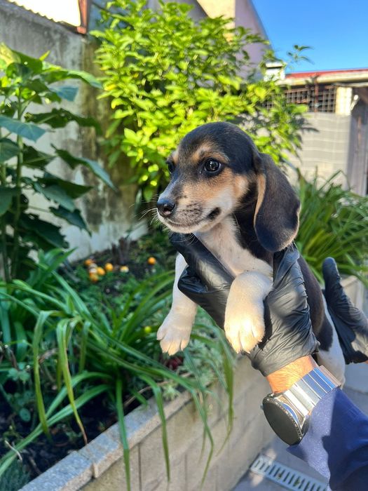 Beagle tricolor  — olhos meigos e energia de sobra!