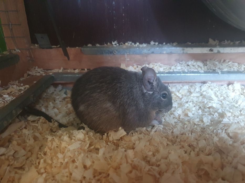 Oddam 2 koszatniczki