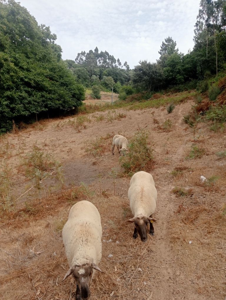 Ovelhas e borrego
