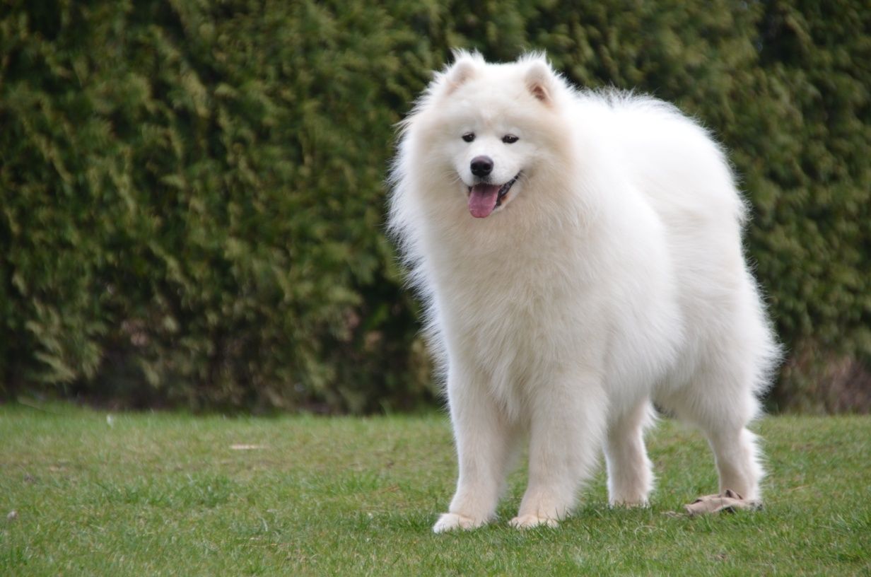 Samoyed ZKwP Piesek