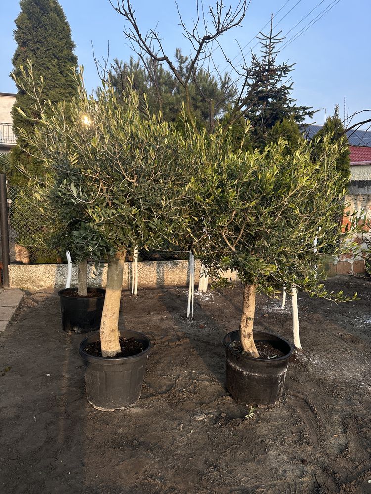 Trachycarpus fortunei wys. 100 cm