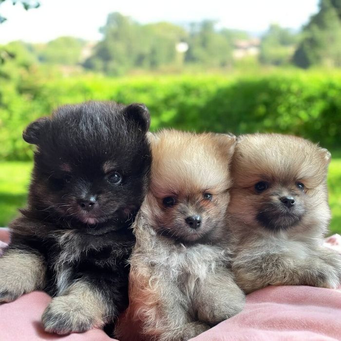 Малыши малый шпицы