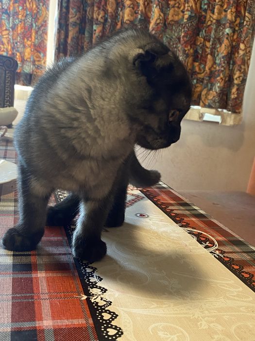Шотландка БонЯ 3 месяца Скоттиш Фолд