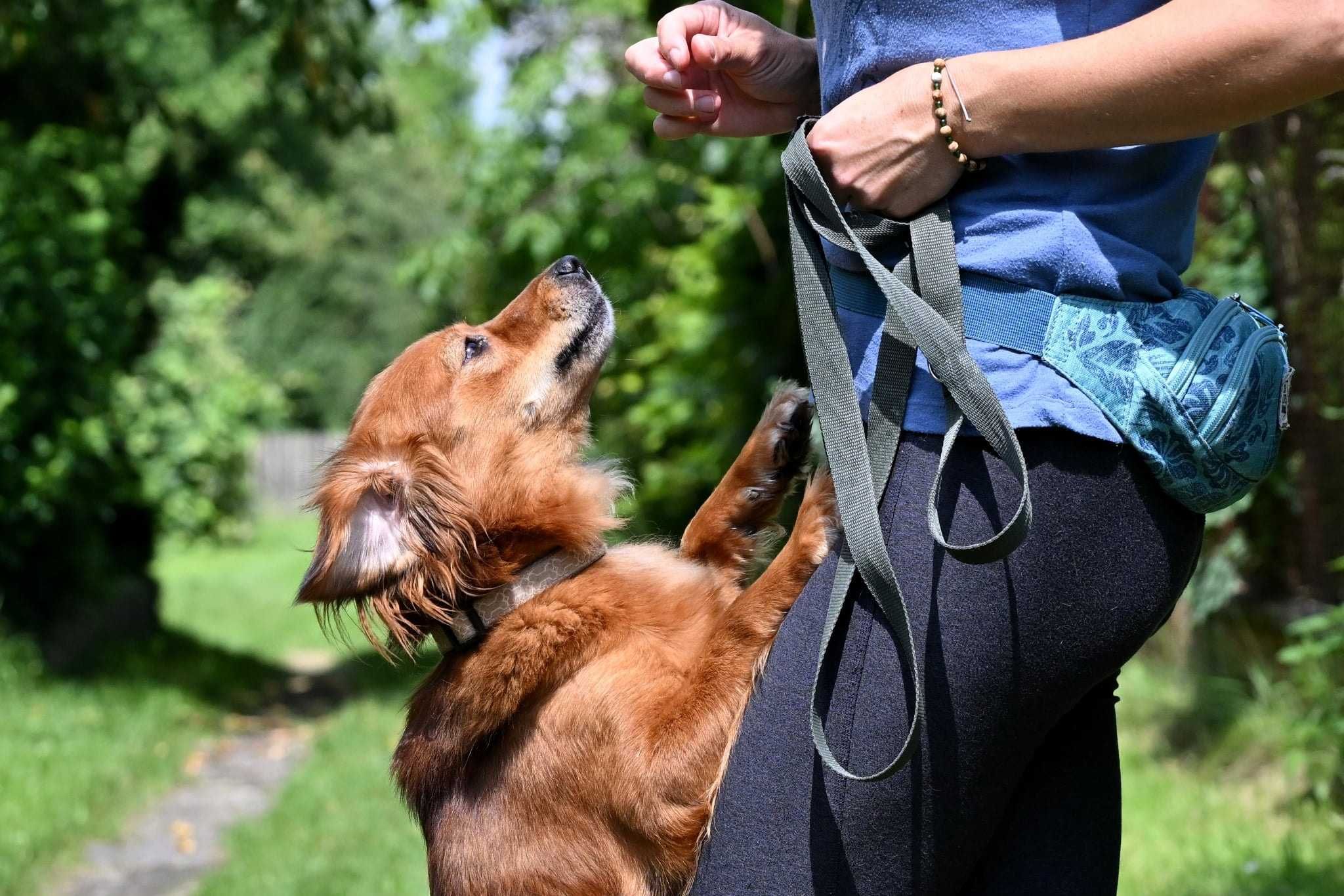 Cudna sunia Zuzia do adopcji!