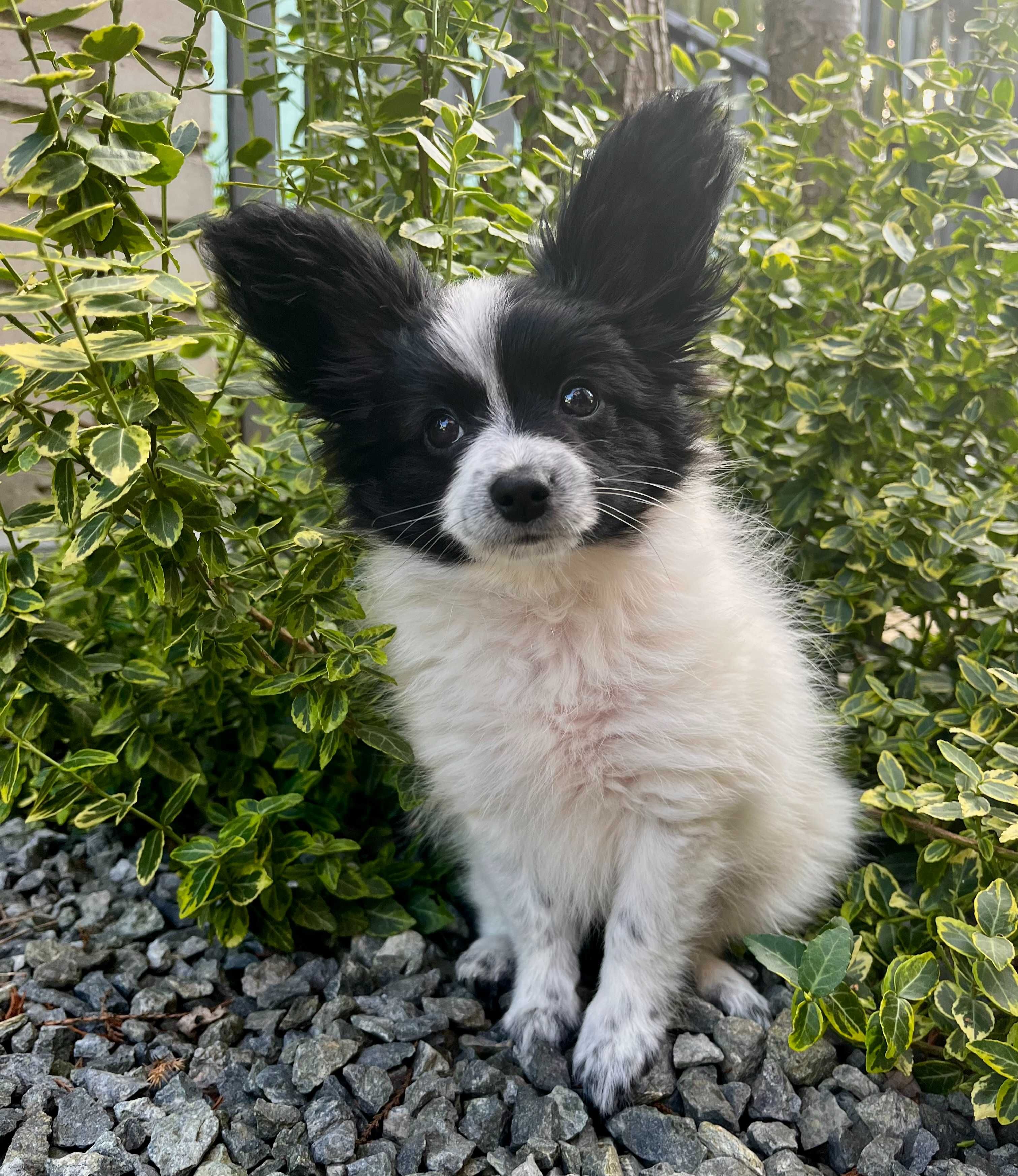 Papillon- cudna sunia