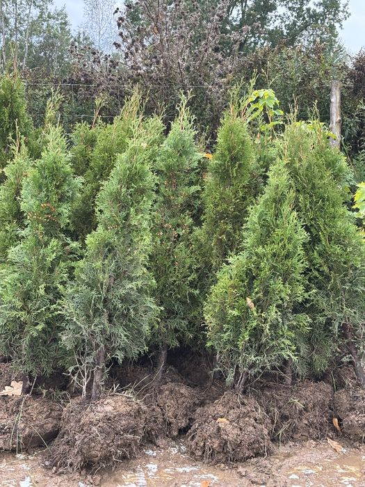 Tuja szmaragd z gruntu