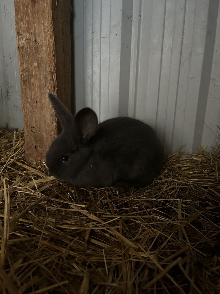 Barany francuskie i olbrzymy belgijskie