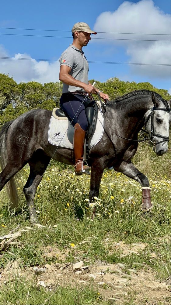 Cavalo PSL Veiga! Excelente carácter!